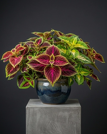 Coleus