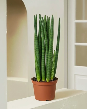 Cylindrica Snake Plant