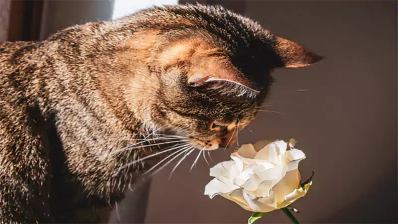 d-Are Roses Toxic to Cats