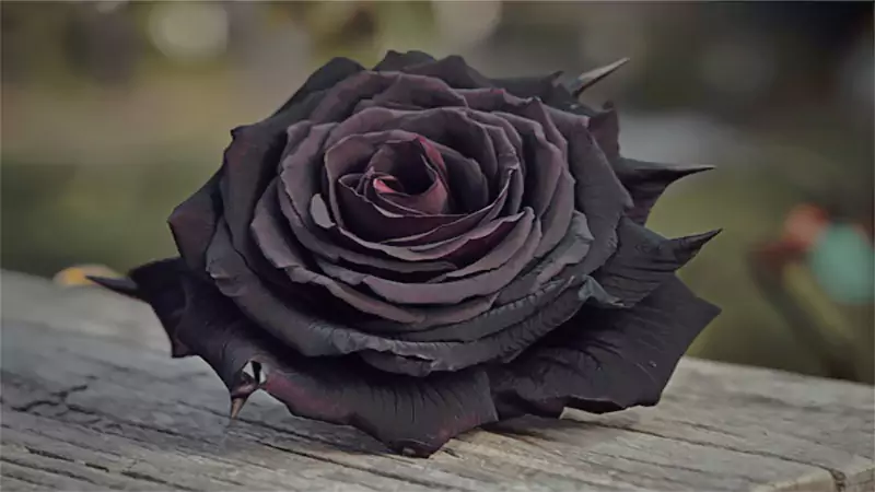 d-Black Rose Symbolism