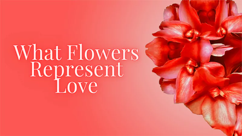 d-Flowers That Represent Love