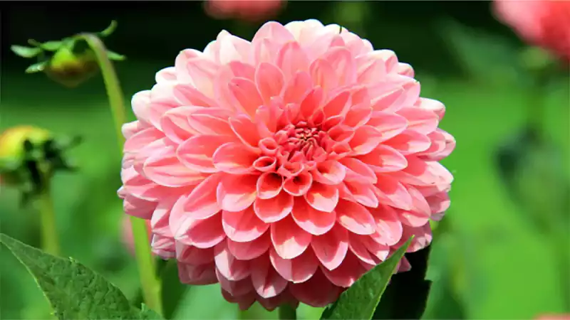 d-Flowers That Start With D