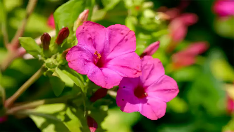 d-Flowers That Start With F