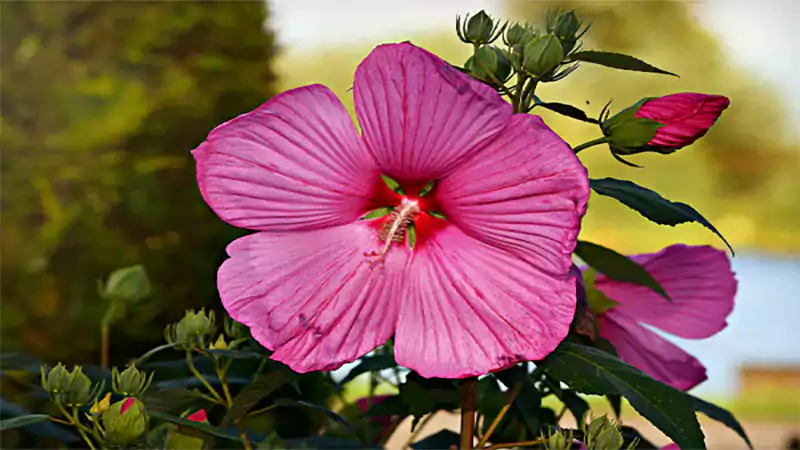 d-Flowers That Start With H