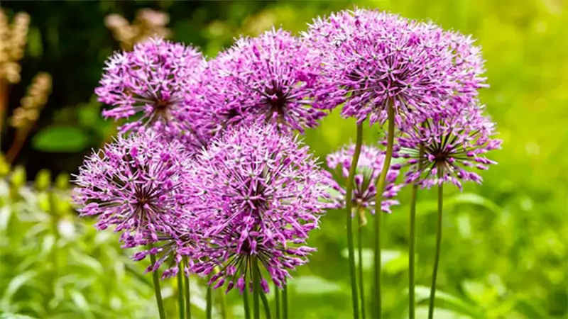 d-Flowers That Start With O