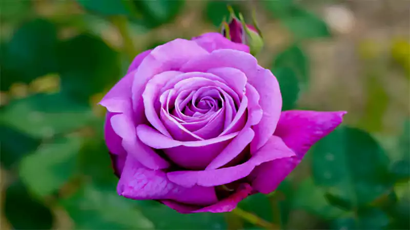 d-Purple Roses Meaning