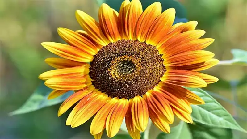 d-Sunflower Meaning