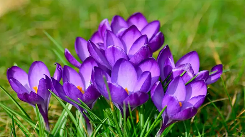 d-Winter Garden Plants