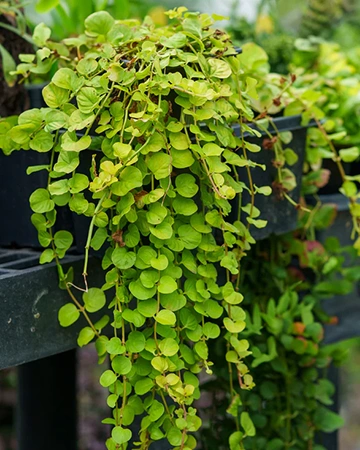 Goldilocks Creeping Jenny