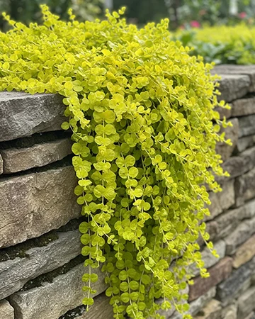 Golden Creeping Jenny