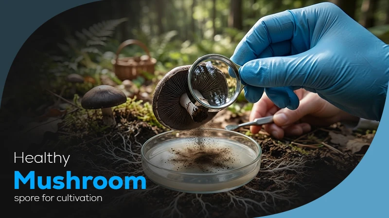 healthy mushroom spore