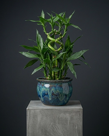 Lucky bamboo