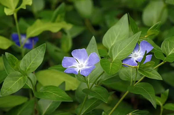 perinwinkle flower