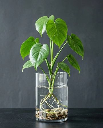 Philodendron