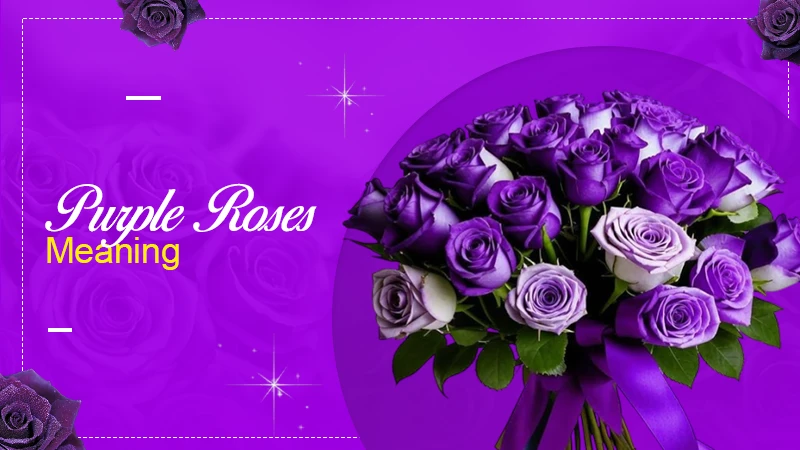 purple roses meaning