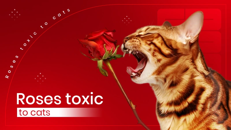 roses toxic to cats