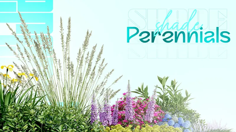 shade perennials