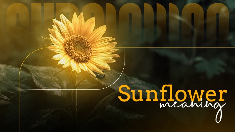 sunflower meaning