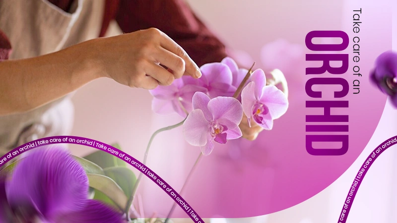 take care of an orchid