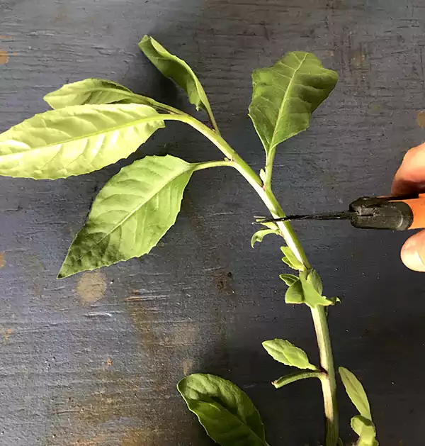 6 8 inch cuttings from a healthy stem