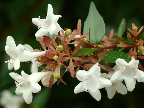 Abelia spp