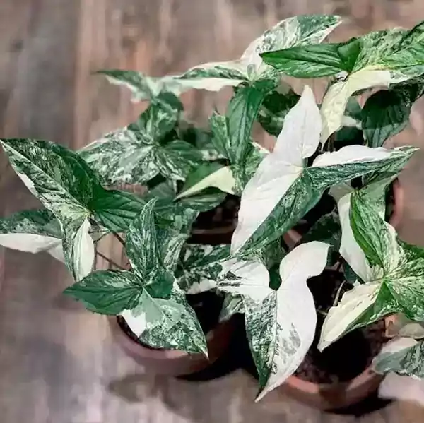 Albo Variegata