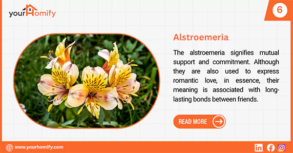 Alstroemeria