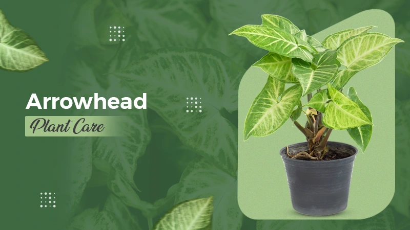 Arrowhead Plant Care