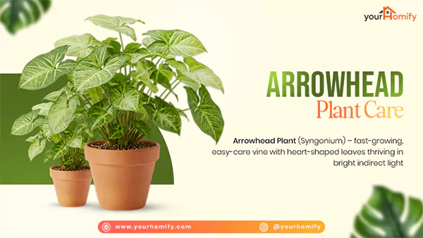 Arrowhead Plant Care