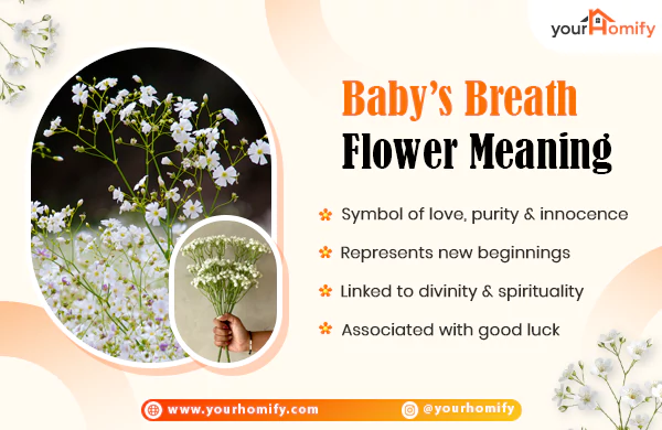 Babys Breath Flower Meaning