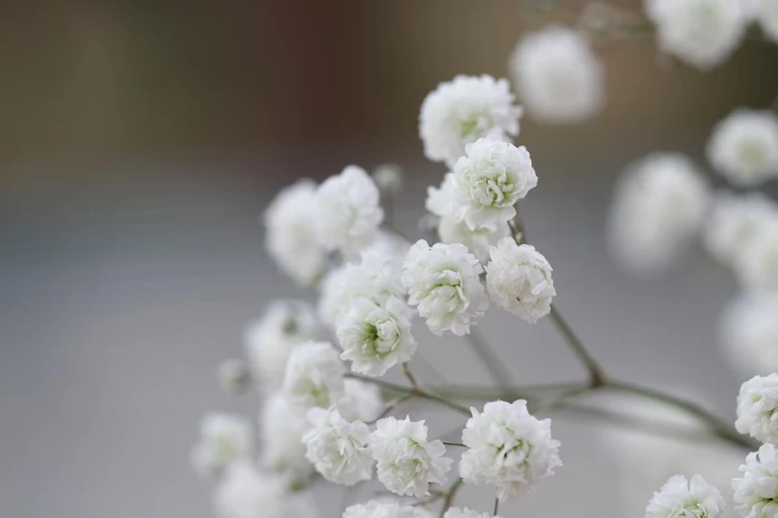 Baby’s Breath Flower