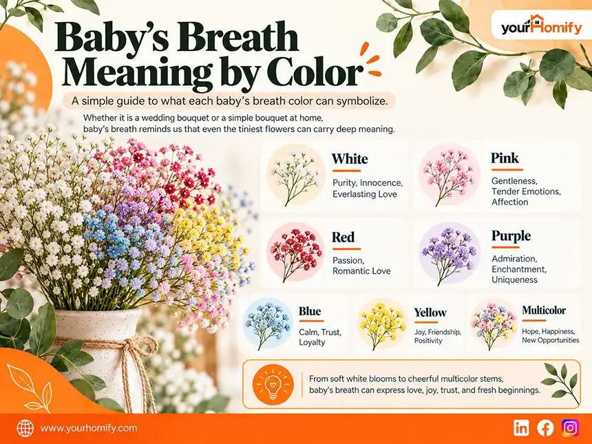 Baby’s Breath Meaning by Color