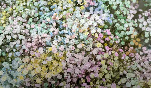 Babys breath flower