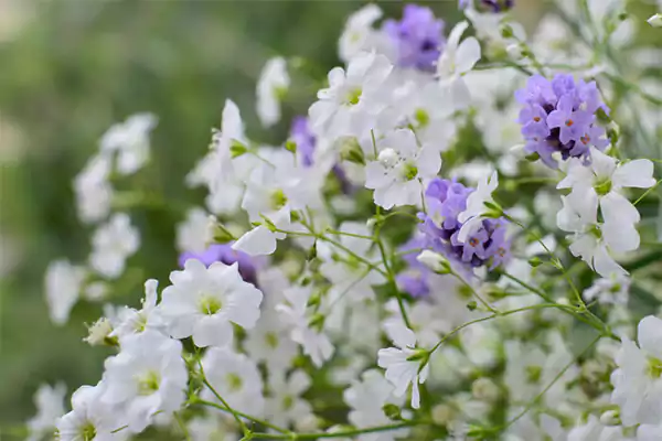 Babys breath flowerss