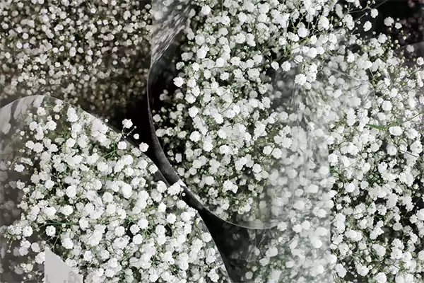 Babys breath flowersss