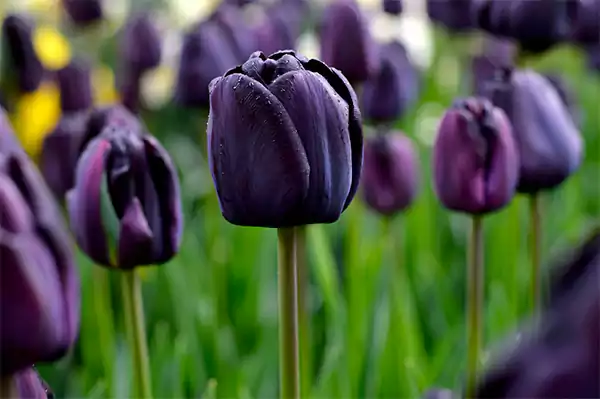 Black Tulip