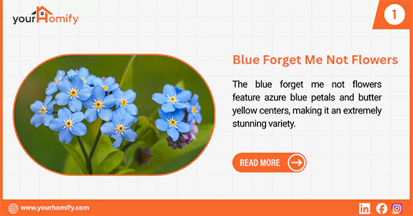 Blue Forget me not