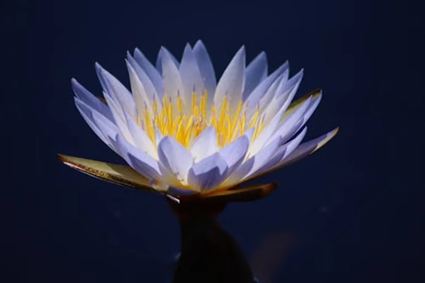 Blue flower