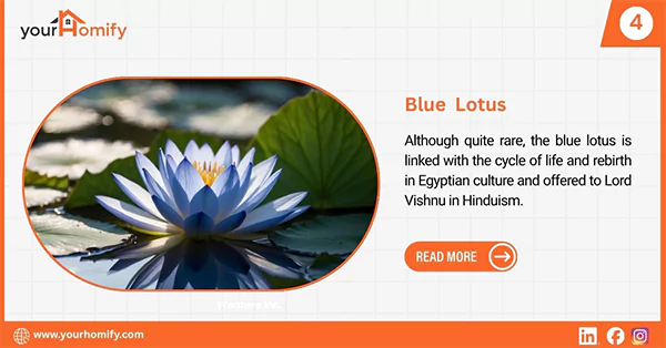 Blue lotus