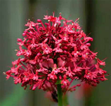 Buy Red Valerian