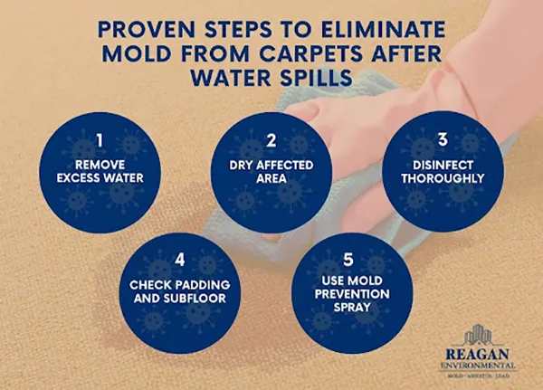 Carpet Mould Elimination Process