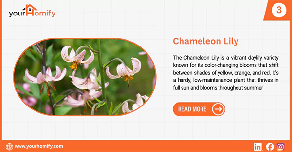 Chameleon lily