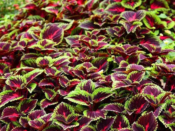 Coleus plant