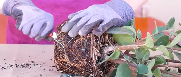 Cutting ficus roots