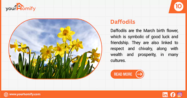 Daffodil