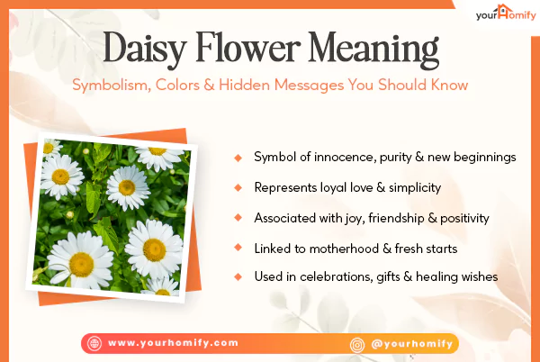 Daisy Flower Meaning Symbolism Colors Facts Daisy Flower Meaning Symbolism Colors Facts