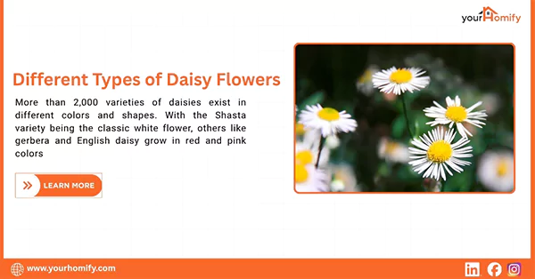 Daisy flowerss