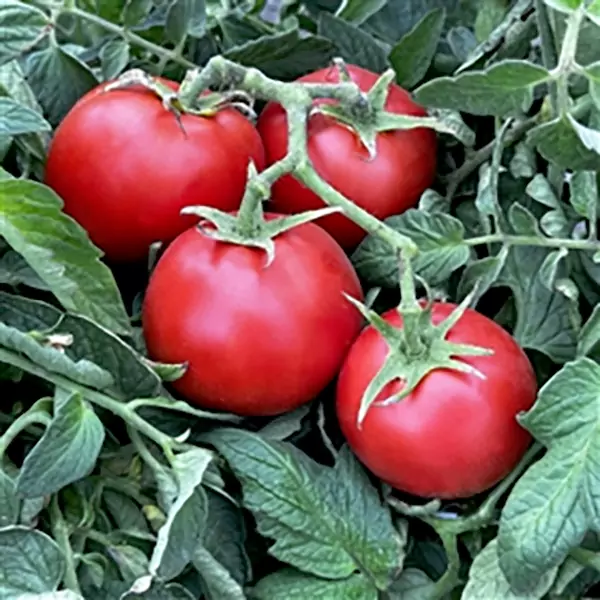 Determinate Tomatoes