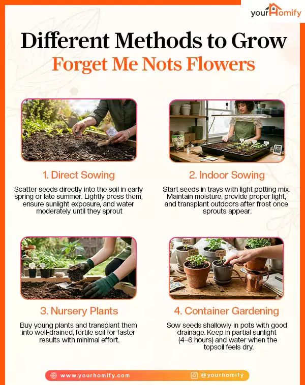 Different methods to grow Forget me not flowers
