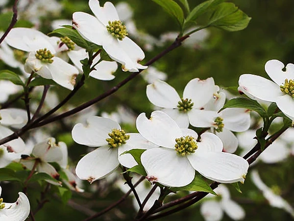 Dogwood tree